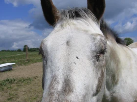 Vlastní kůň, díl 10: Příprava na hmyzí léto