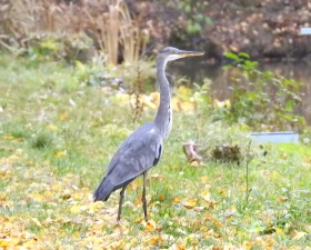 V přírodě je pohyb – část 2.