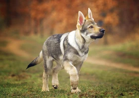Kauza loužičky – jak na čistotnost našich psů