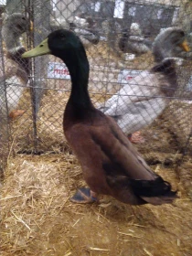 Kachny kampbelky německé