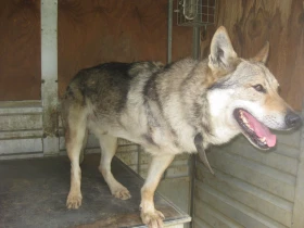 Nezlomný optimismus zvířat – chrabří invalidé