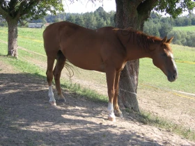 Vlastní kůň, díl 11: Příprava na horké léto