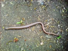 Slepýš křehký – zajímavý plaz naší přírody