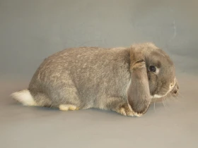 Zakrslý beran – Mini Lop – NHD: Fakta a mýty v České republice