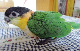 Moje chovatelské zážitky, 1. část – Amazonek černotemenný (Pionites melanocephalus)
