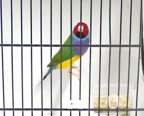 16. derby drobných exotů v Nymburku