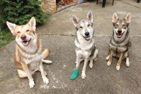 Příběhy z veterinární ordinace 6 – Zánět drápu