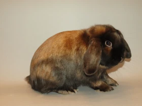 Zakrslý beran saténový