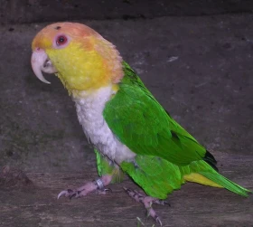 Amazonek rodu Pionites