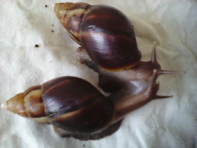 Rozmanitý plž – Lissachatina fulica