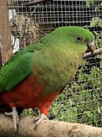 Papagáj kráľovský – moje zdary/nezdary