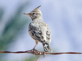 Dovolená v Egyptě a Izraeli okem ornitologa – I na poušti to žije!