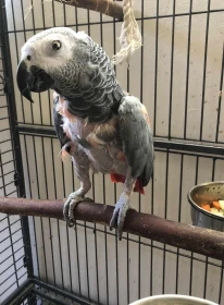 Socializácia žakov a problémy so šklbaním veľkých papagájov