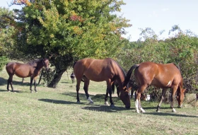 Vlastní kůň, díl 13: Výběr vhodného ustájení – pastevní ustájení