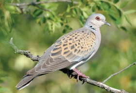 Hrdlička divoká – Streptopelia turtur (Linnaeus, 1758)