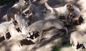 Vlčí safari na Svatém Kopečku