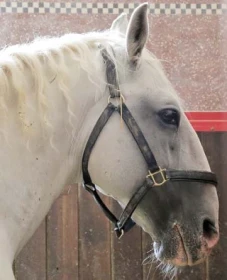 Dámy, páni, lipicáni… díl III. 