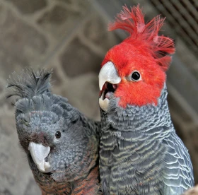 Kakadu přilbový (Callocephalon fimbriatum)