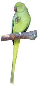 Jak krmím papoušky