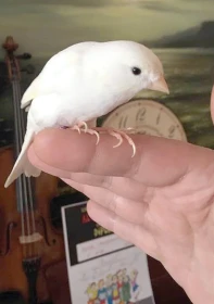 Ruský kanár – Iluze jarní přírody v městském bytě