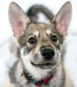 Můj první rok se Saarloosem