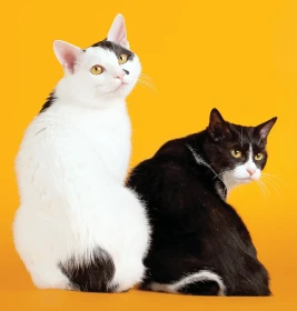 Japonský bobtail