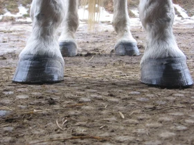 Vlastní kůň, díl 14: Péče o kopyta