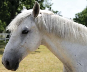 Dámy, páni, lipicáni… díl II. 