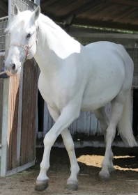 Dámy, páni, lipicáni… díl I.