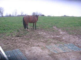 Vlastní kůň, díl 15: Příprava na bláto