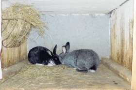 Zkušenosti s připouštěním králíků