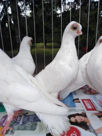 Za budapeštskými rejdiči