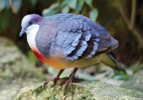 Holub krvavý (Gallicolumba luzonica) – zkušenosti z chovu 