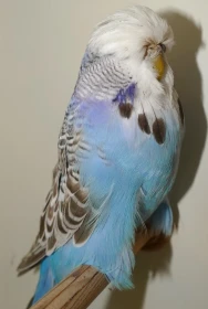 53. Celostátní výstava andulek