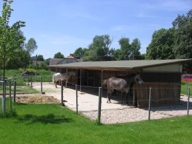 Vlastní kůň, díl 16: Výběr vhodného ustájení – ustájení typu 24/7