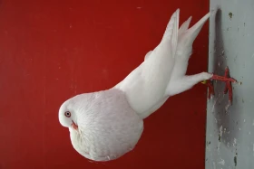 Voláč štajgr – nejznámější holubi 41