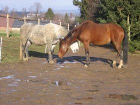Vlastní kůň, díl 17: Bláto, déšť a tma