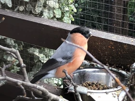 Chov hýľov obyčajných (Pyrrhula pyrrhula) ‒sezóna 2020