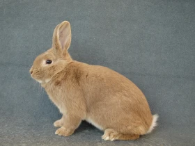 Slovenský pastelový