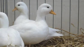 Kachny zakrslé