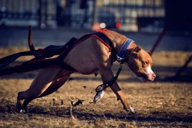 Sportovní vyžití pro teriéry typu bull