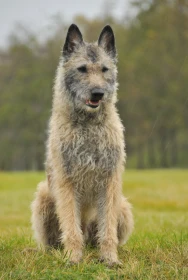 Belgický ovčák – laekenois