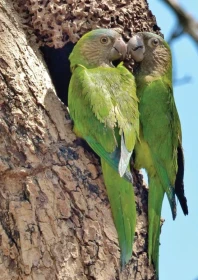 Aratinga hnědohrdlý (Eupsittula pertinax)