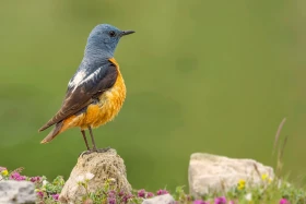 Skalník zpěvný – Monticola saxatilis (Linnaeus, 1766)