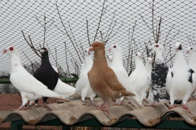 Holubářův rok – leden