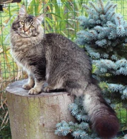 Mainská mývalí kočka – MCO