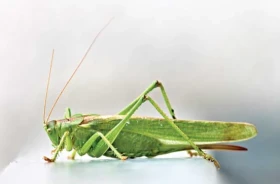 Poklady z přírody 77 – Kobylky a cvrčci 