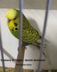 Málo známé mutace andulek