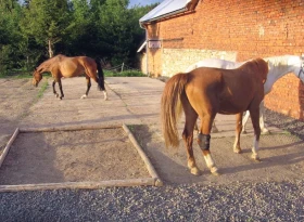 Vlastní kůň, díl 21: Chci mít koně doma