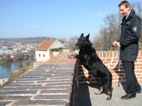 Němečtí ovčáci zachraňovali